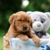 Image of Wren, a Golden Retriever puppy