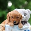 Image of Wren, a Golden Retriever puppy