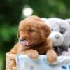 Image of Wren, a Golden Retriever puppy
