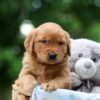 Image of Wren, a Golden Retriever puppy