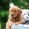 Image of Wren, a Golden Retriever puppy
