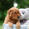 Image of Wren, a Golden Retriever puppy