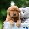 Image of Wren, a Golden Retriever puppy