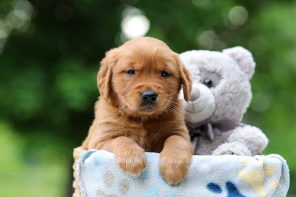 Image of Wren, a Golden Retriever puppy