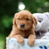 Image of Wren, a Golden Retriever puppy