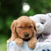 Image of Wren, a Golden Retriever puppy