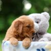 Image of Wren, a Golden Retriever puppy