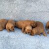 Image of Dark Golden 🤎 June 23, a Golden Retriever puppy