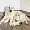 Image of Creams 🤍 July 18, a Golden Retriever puppy