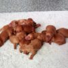 Image of Dark Golden 🤎 July 24, a Golden Retriever puppy