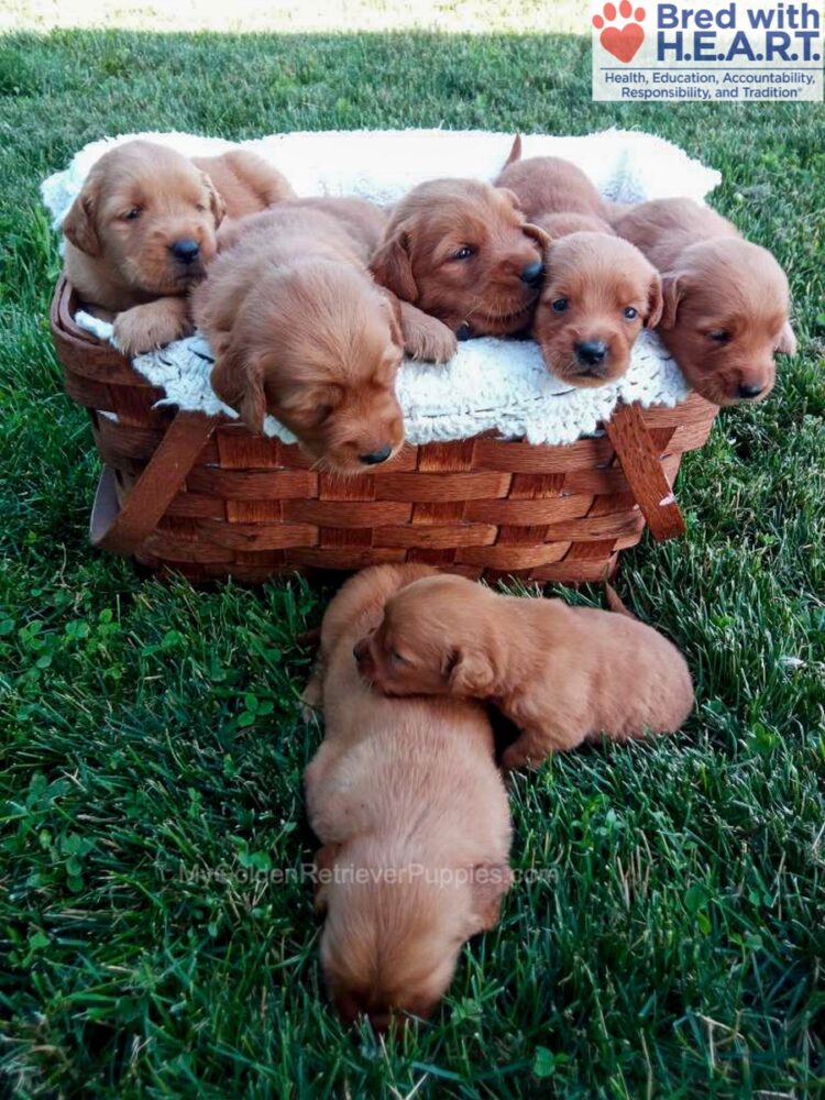 Dark Golden 🤎 July 24 Image of Dark Golden 🤎 July 24, a Golden Retriever puppy