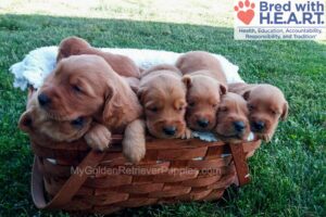Image of Dark Golden 🤎 July 24, a Golden Retriever puppy