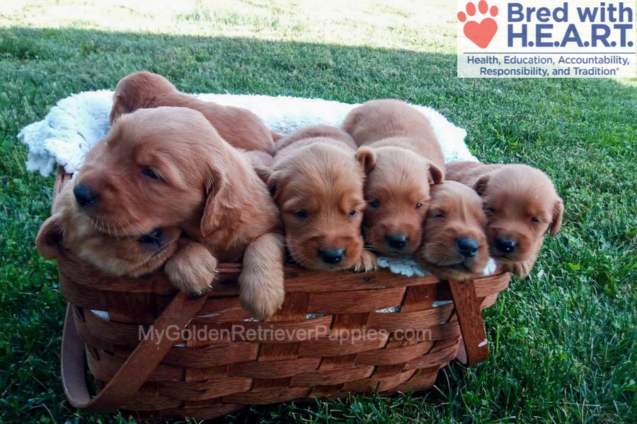 Dark Golden 🤎 July 24 Image of Dark Golden 🤎 July 24, a Golden Retriever puppy