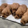 Image of Dark Golden 🤎 June 24, a Golden Retriever puppy
