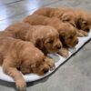 Image of Dark Golden 🤎 June 24, a Golden Retriever puppy