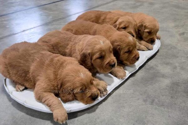 Image of Dark Golden 🤎 June 24, a Golden Retriever puppy