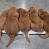 Image of Dark Golden 🤎 June 24, a Golden Retriever puppy