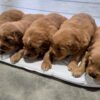 Image of Dark Golden 🤎 June 24, a Golden Retriever puppy