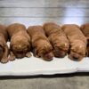 Image of Dark Golden 🤎 July 7, a Golden Retriever puppy