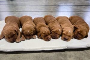 Image of Dark Golden 🤎 July 7, a Golden Retriever puppy