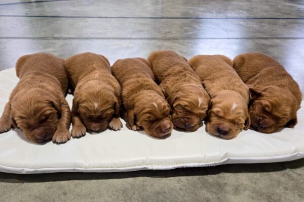 Image of Dark Golden 🤎 July 7, a Golden Retriever puppy