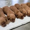 Image of Dark Golden 🤎 July 7, a Golden Retriever puppy