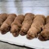 Image of Dark Golden 🤎 July 7, a Golden Retriever puppy