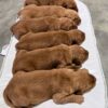 Image of Dark Golden 🤎 July 7, a Golden Retriever puppy