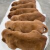 Image of Dark Golden 🤎 July 7, a Golden Retriever puppy