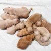 Image of Light Golden - June 17, a Golden Retriever puppy