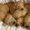 Image of Medium Golden - June 14, a Golden Retriever puppy
