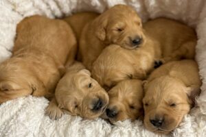 Image of Medium Golden - June 14, a Golden Retriever puppy