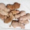 Image of Light Golden - June 17, a Golden Retriever puppy