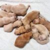 Image of Light Golden - June 17, a Golden Retriever puppy