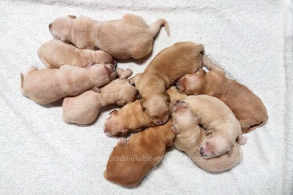 Image of Light Golden - June 17, a Golden Retriever puppy