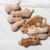 Image of Light Golden - June 17, a Golden Retriever puppy