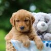 Image of Tilly, a Golden Retriever puppy