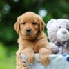 Image of Tilly, a Golden Retriever puppy