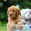Image of Tilly, a Golden Retriever puppy
