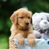 Image of Tilly, a Golden Retriever puppy