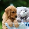 Image of Tilly, a Golden Retriever puppy
