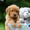 Image of Tilly, a Golden Retriever puppy