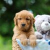 Image of Tilly, a Golden Retriever puppy