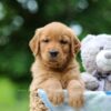 Image of Tilly, a Golden Retriever puppy