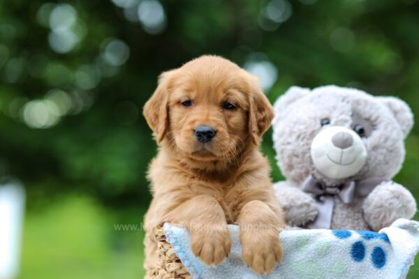 Image of Tilly, a Golden Retriever puppy
