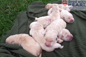 Image of Duke ❤️ Crystal - July 29, a Golden Retriever puppy