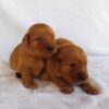 Image of Dark Golden 🤎 July 31, a Golden Retriever puppy