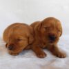 Image of Dark Golden 🤎 July 31, a Golden Retriever puppy