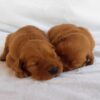 Image of Dark Golden 🤎 July 31, a Golden Retriever puppy