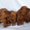 Image of Dark Golden 🤎 July 31, a Golden Retriever puppy